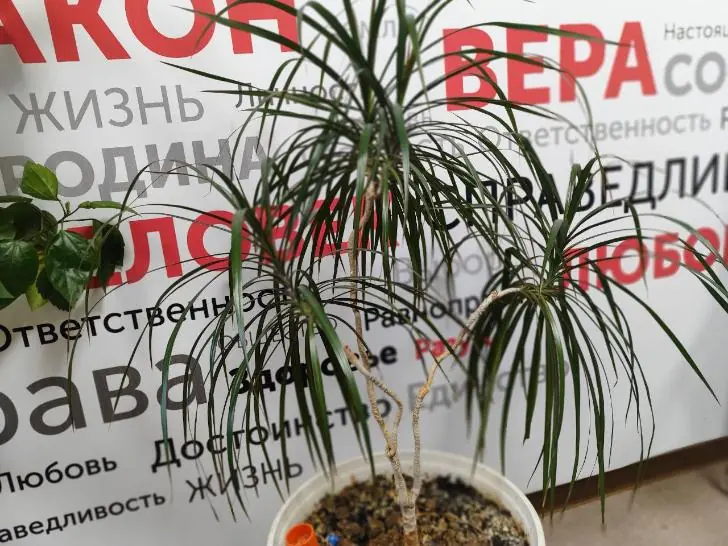 Я похоронила 5 драцен, пока не узнала о этом способе