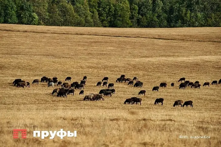 Почему в Башкирии фермеры бросают поля: «Эта каторга не стоит того!»