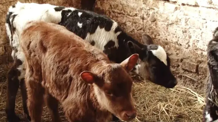 Почему малый бизнес массово закрывается в РФ: фермеры сделали заявление