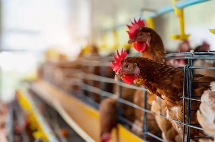 «Куры на антибиотиках и обколоты шприцами»: какие птицы попадают на прилавки магазинов