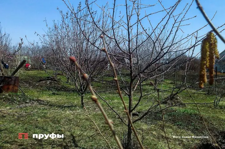 Черенки гниют в стакане: назван метод, который дает мощные корни 