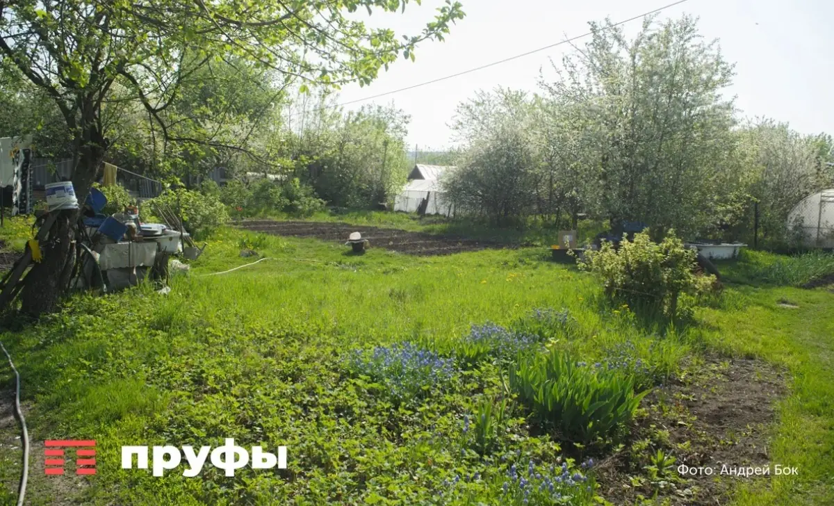 Как спасти томаты в дождливое лето: три правила агронома