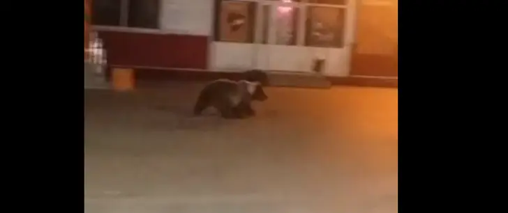 В райцентре Башкирии признали нашествие медведей