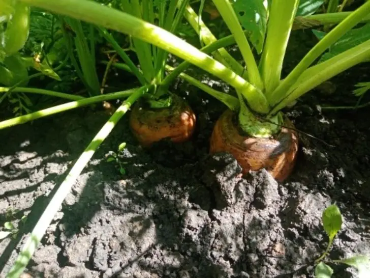 Морковь и свеклу надо собирать по этим признакам: когда лучше собирать урожай