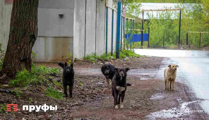 В Башкирии урезали бюджет на отлов бездомных животных