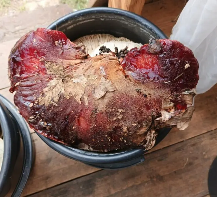 Слипшиеся проклятые языки? В лесу Башкирии нашли странный гриб чудовищных размеров