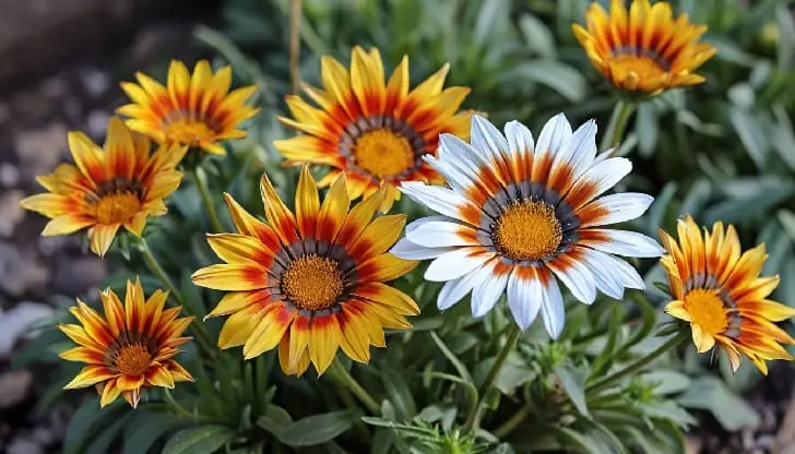 Цветет все лето, как по расписанию: этот дивный многолетник не сбавит темп до самой осени