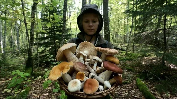 Грибников заставят получать «пропуск» в лес через «Госуслуги»