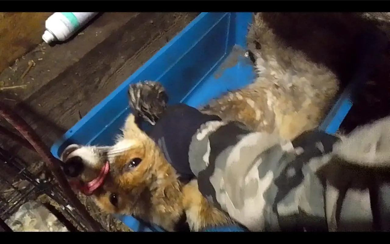 В Уфе бешеная лиса атаковала сторожа у кафе «Отдых» — он пытался  спасти собаку