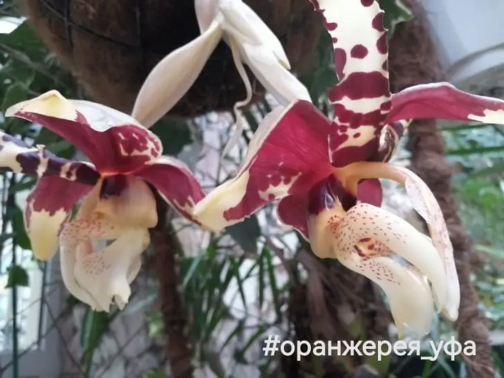 В Ботаническом саду зацвела редкая орхидея с ароматом шоколада и ванили