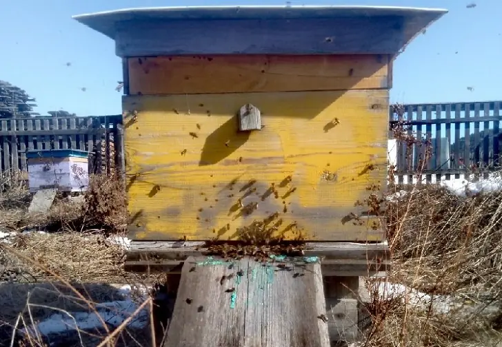 Пчелы из Башкирии отправились на зимовку