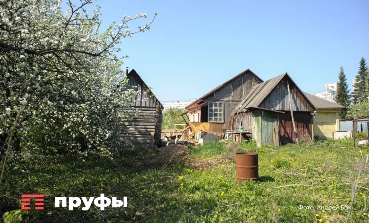 Какие растения посадить рядом с томатами, чтобы вдвое увеличить урожай