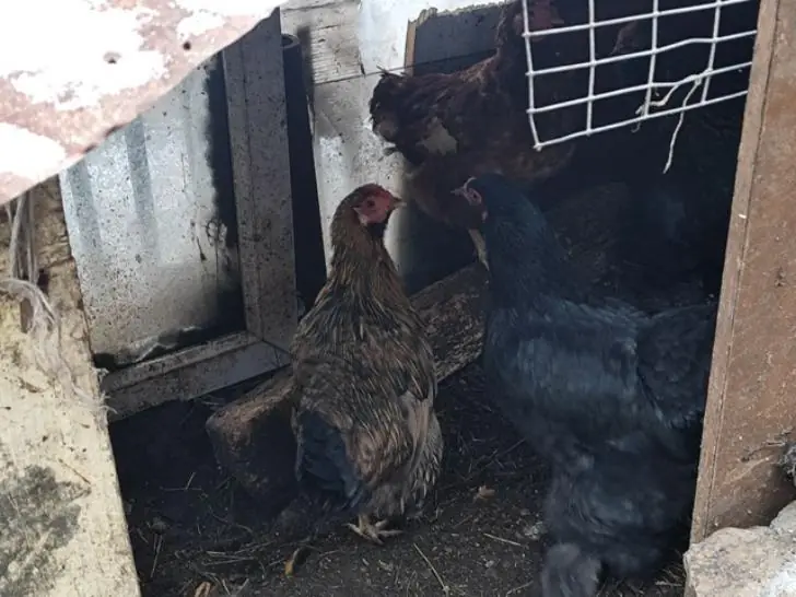 Китай «дуреет» от куриных лапок из Башкирии