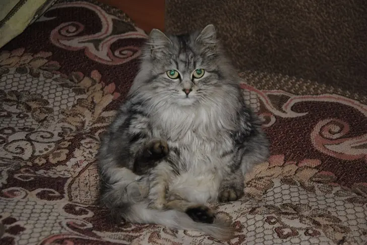 От укуса кошки погиб 9-летний ребенок в Башкирии