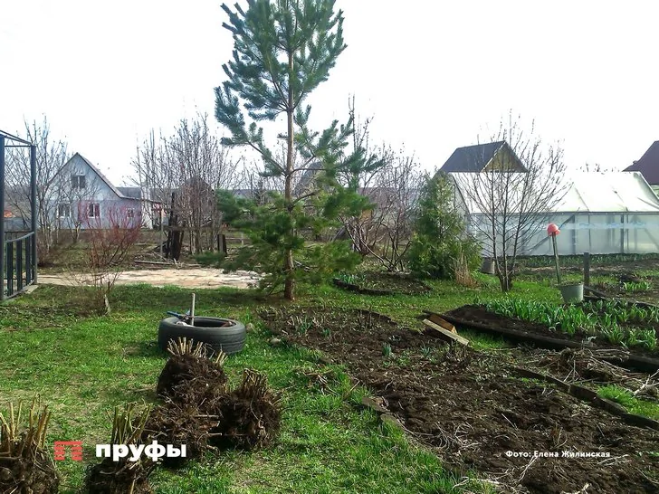 «Выкапываю и выбрасываю»: в Башкирии урожай картофеля не пригоден для еды