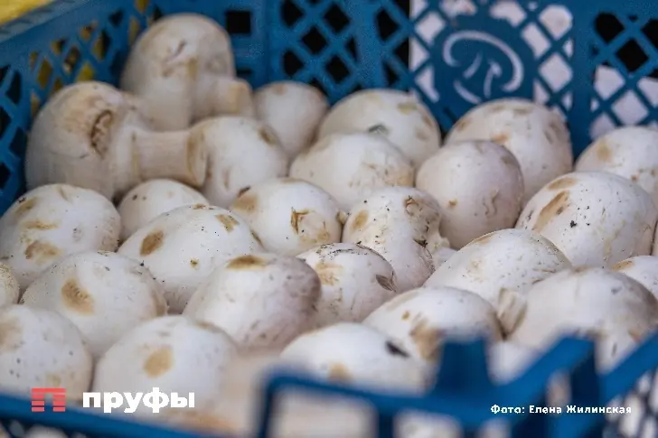 Грибы в Башкирии продают за эту сумму: сколько вы потратите теперь?