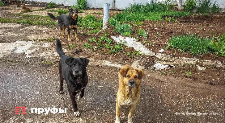 «Шанс подарить любовь»: в Уфе пройдет акция «Ищу человека»