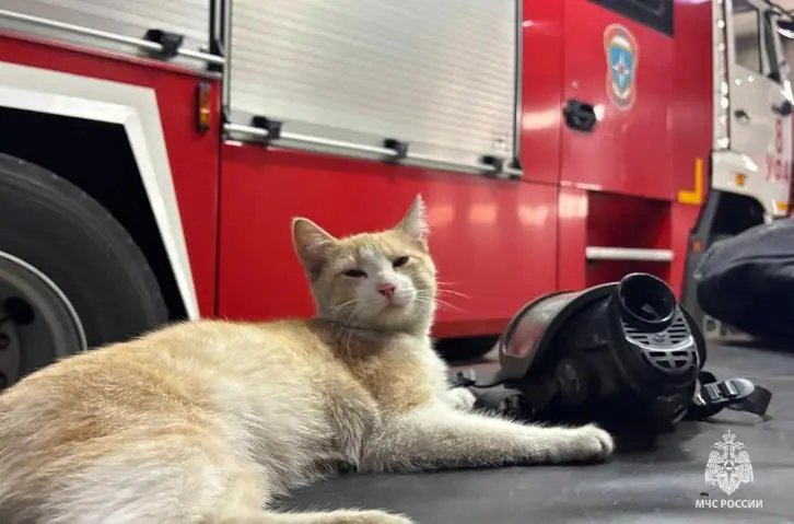 «Сопротивляться было бесполезно»: кот пришел к пожарным из Башкирии и остался у них жить