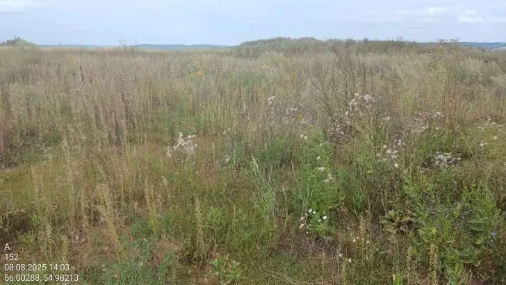 Более 50 гектаров сельских земель в Башкирии заброшены и зарастают сорняком