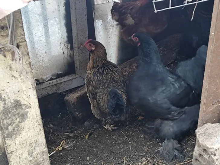 Крупнейшая птицефабрика Башкирии признала, что потеряла свою мощность