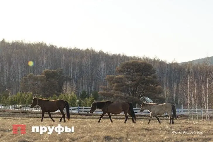 Россияне резко нарастили спрос на кумыс к праздникам