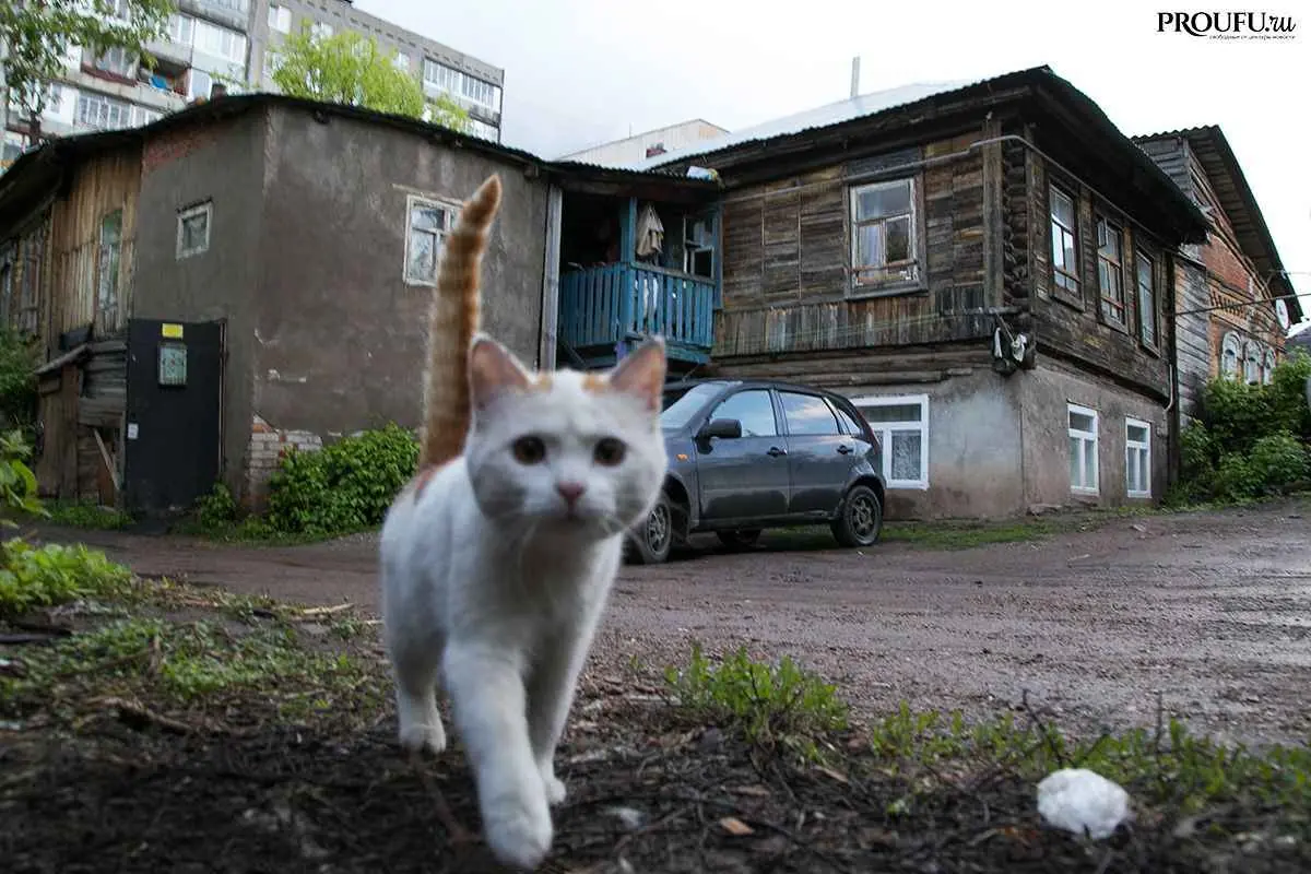 Уфа вошла в число самых «дружелюбных» городов для арендаторов с животными