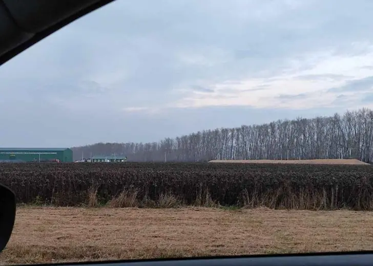 Зерно под открытым небом выгрузили прямо в поле неубранного подсолнечника в Башкирии