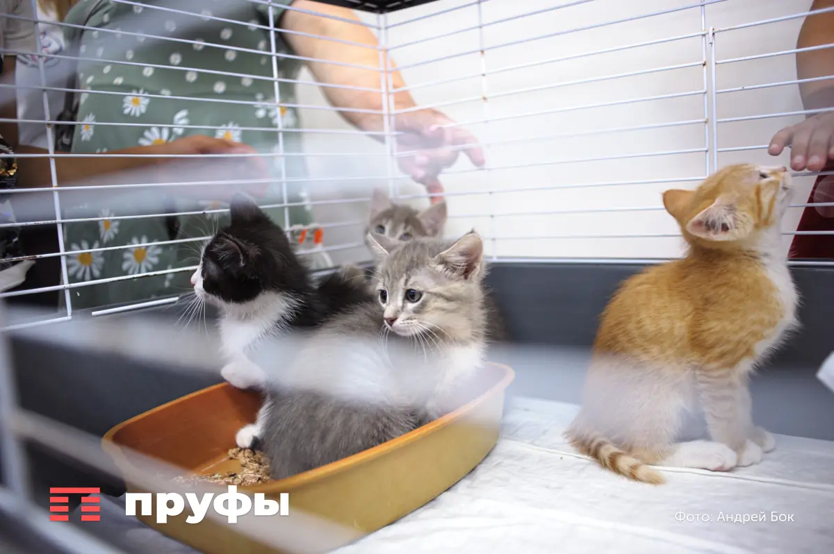 Зоолог назвала 5 причин, почему стоит насторожиться, если кошка часами смотрит в стену