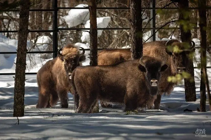 Вслед за Башкирией: в нижегородских лесах поселят огромных зверей