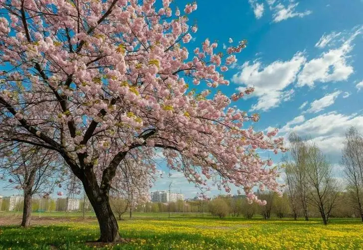 В Башкирии после солнца ожидаются ветер и туман