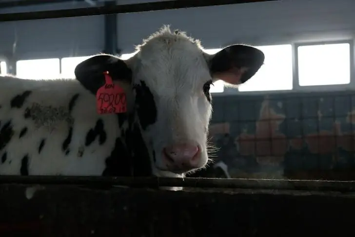 Фермеры из Калининграда идут на сбыт мяса ниже себестоимости