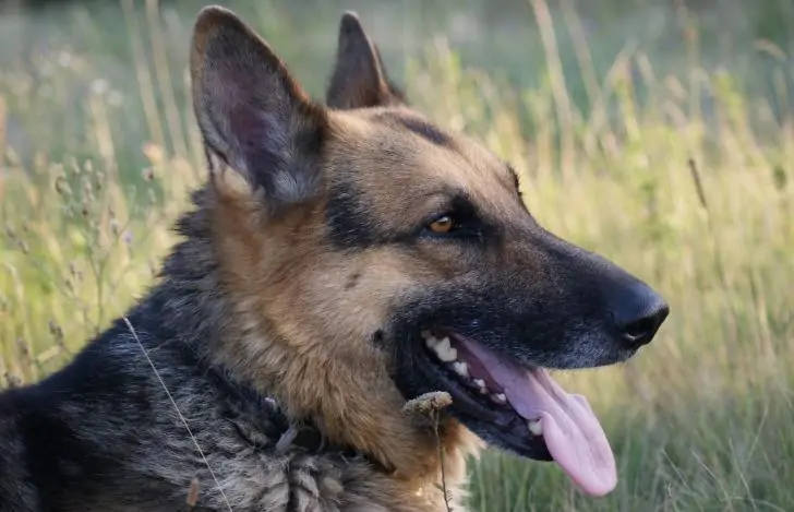 В Башкирии овчарка напала на пятилетнего ребенка