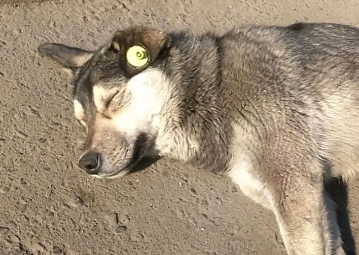 Чиновники объяснили, почему ни в коем случае нельзя подкармливать бродячих собак