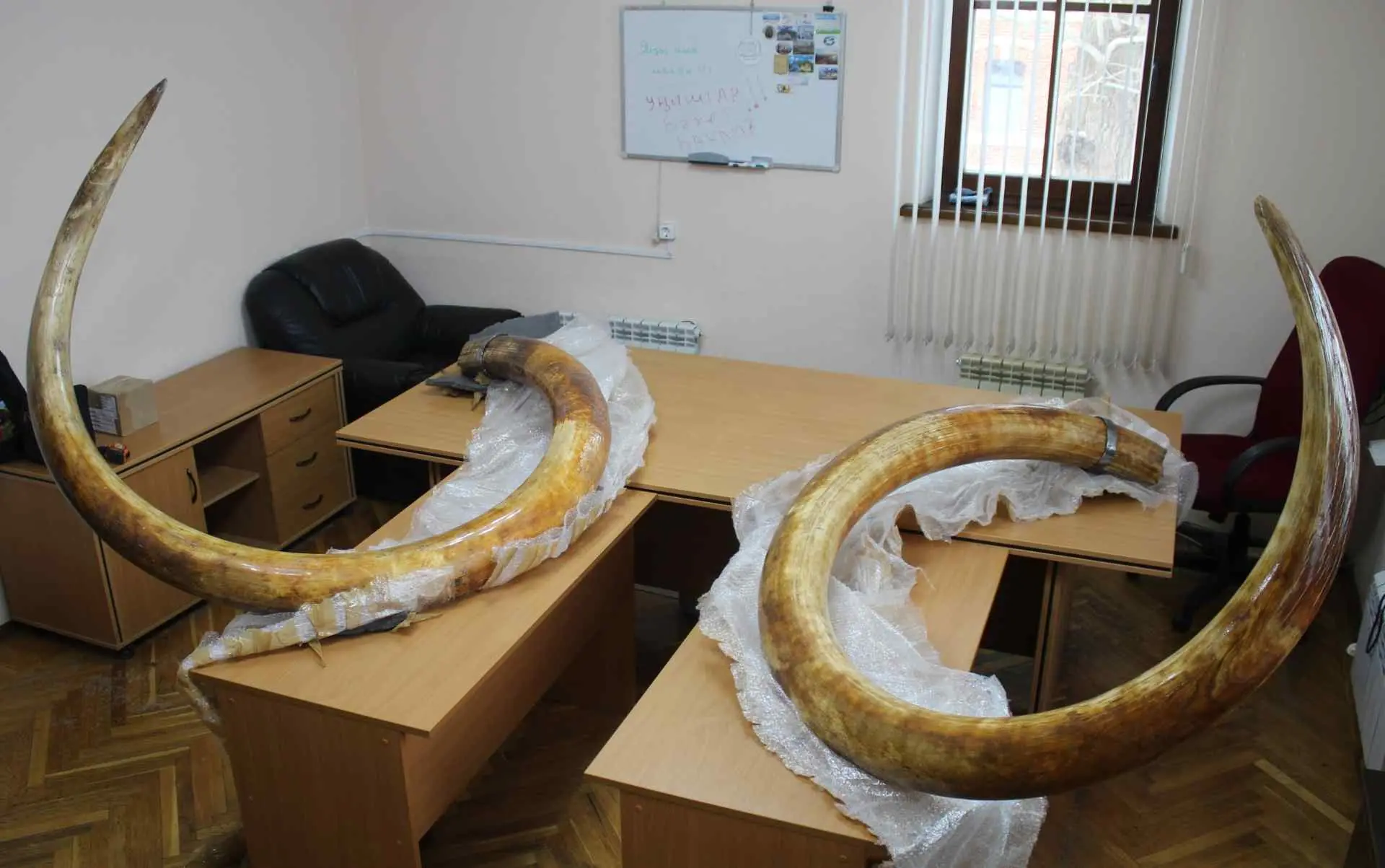 Старейшие останки животного ледниковой эпохи будут храниться в музее Шульган-Таш