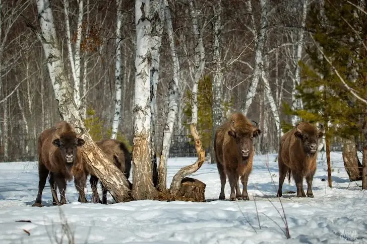 Башкирия получит 10,2 млн рублей на расширение популяции зубров
