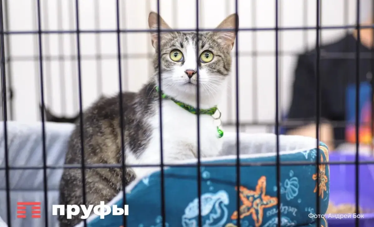 Почему коты – главные в доме? Как питомцам удалось захватить власть в доме
