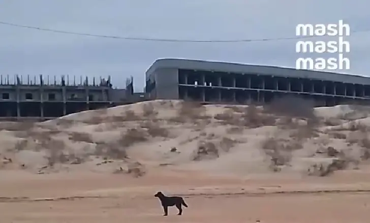 Новая проблема волонтеров Анапы: собаки не только набрасываются, но и едят отравленных птиц