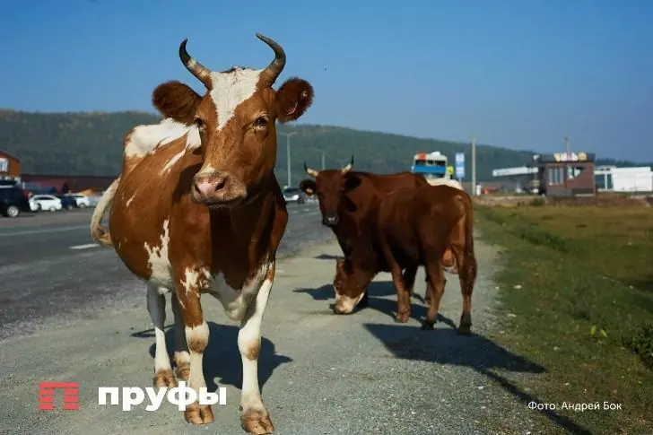 Почти полмиллиарда на село: в Башкирии раскошелились на фермеров