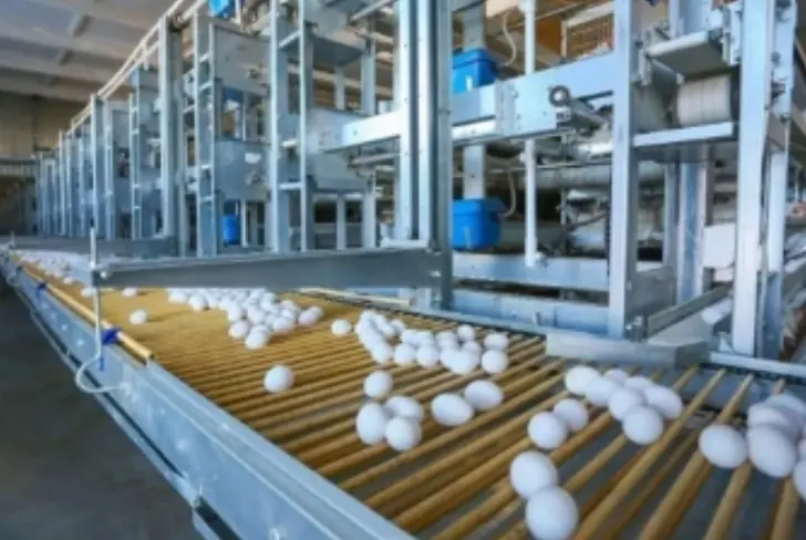 Яичный бум в Башкирии: производство выросло в 2,2 раза