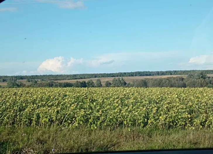 Сахарную свеклу не могут вывезти из полей в Башкирии - урожай под угрозой
