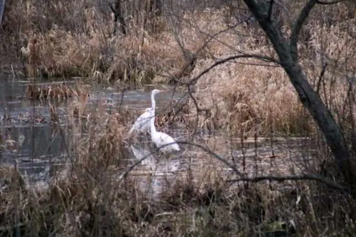 В нацпарке «Башкирия» «щёлкнули» редких краснокнижных цаплей