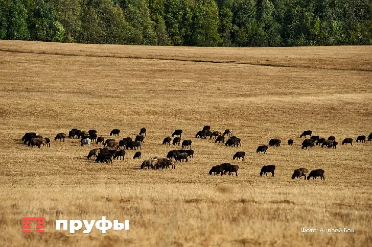Зерновая сделка с Китаем: увеличен импорт российского зерна в Поднебесную