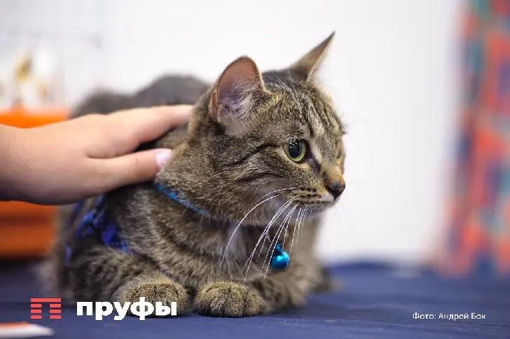 Уголовка за кота? Пушистик столкнул лбами соседей в Башкирии