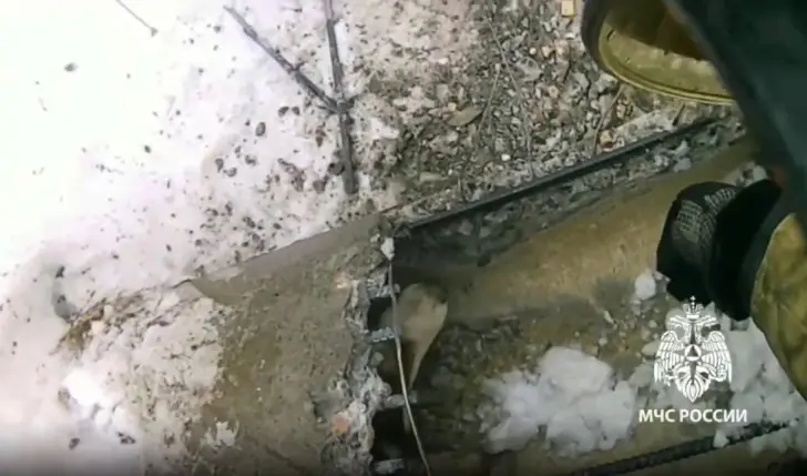 МЧС Татарстана спасли трех собачек, попавших в беду в Новый год