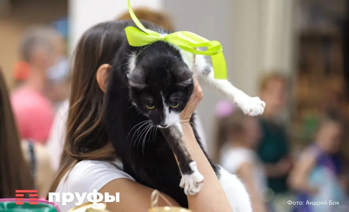 Тихие знаки доверия: как понять, что кошка приняла нового хозяина 