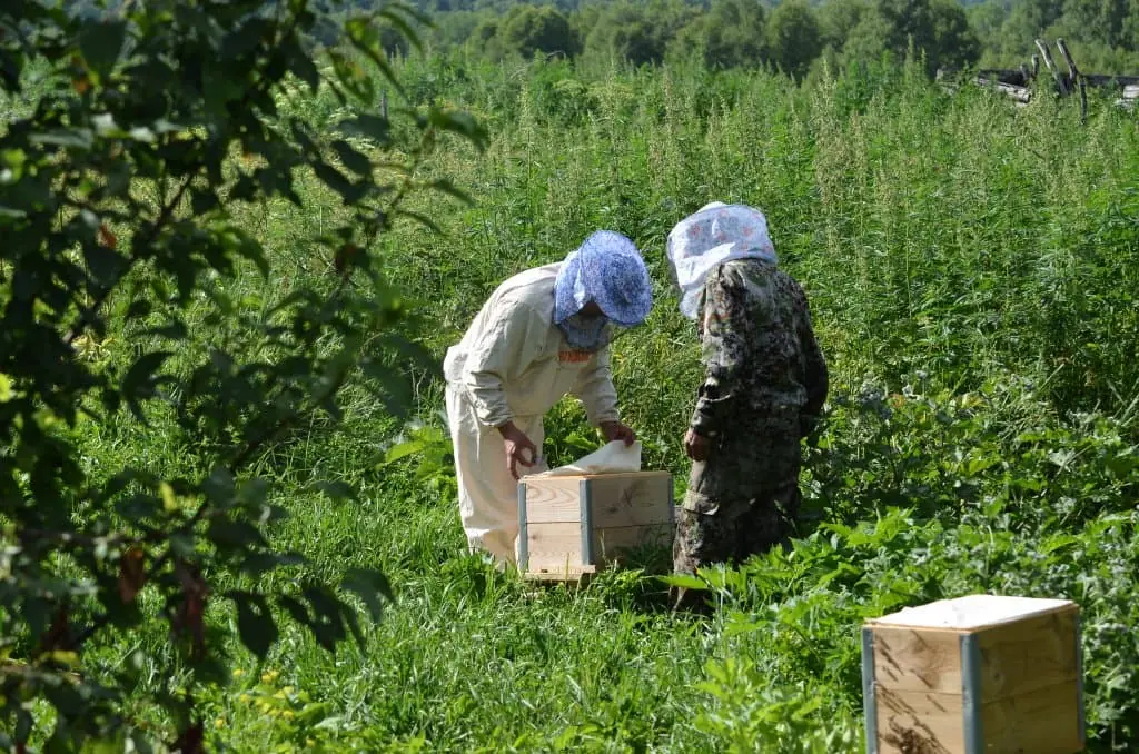 Башкирские пчеломатки покоряют пасеки Иордании