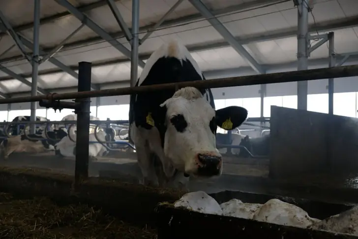 «Беларусь всю Россию обеспечивает молоком?»: фермеры из Татарстана жалуются на избыточные требования к сельхозпроизводителям