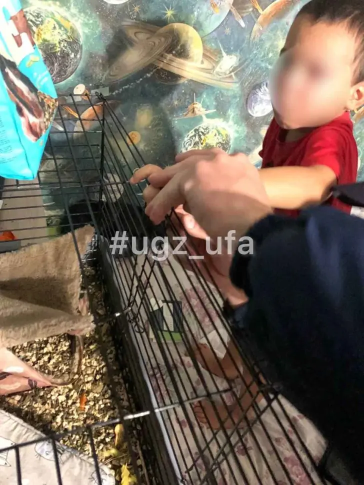 Уфимский мальчик едва не стал жертвой крыс