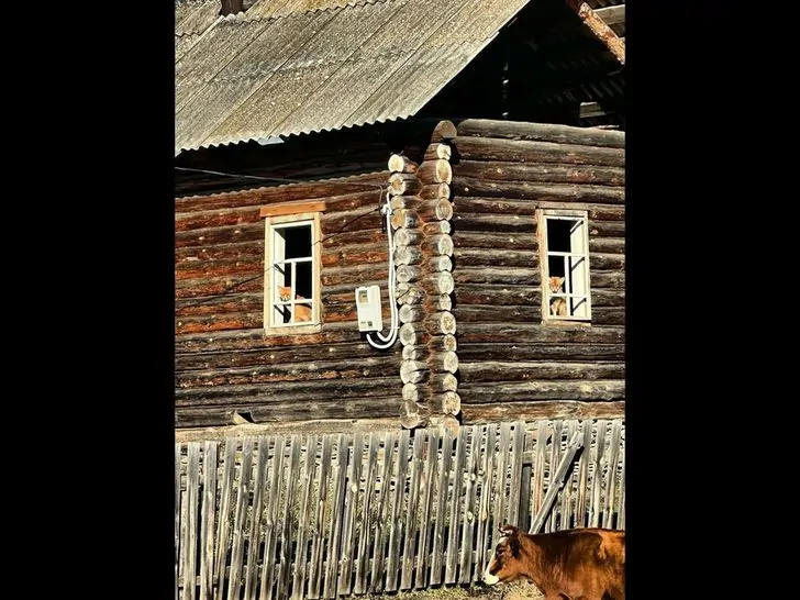 Изба лубяная. В Зауралье пожаловались, что лисы живут в брошенных домах людей