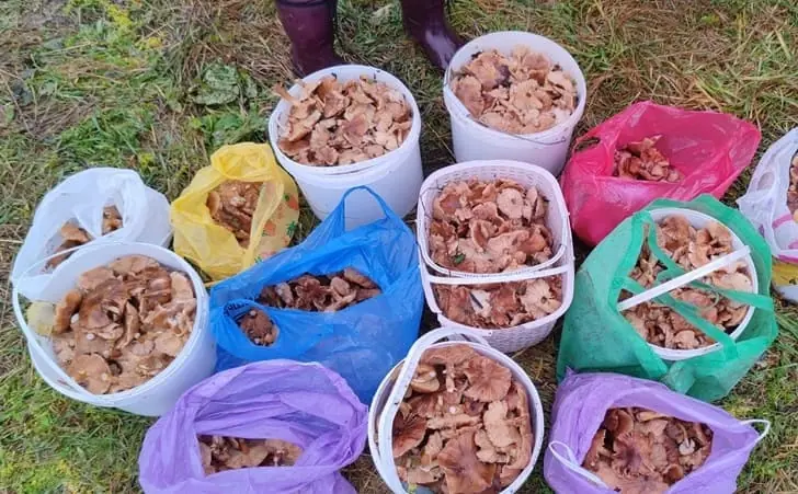 Раскрыта секретная локация Башкирии с залежами грибов